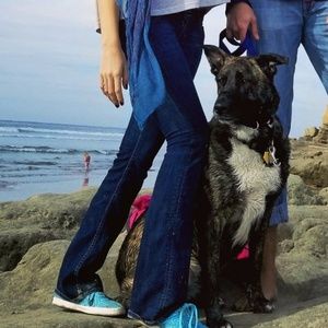 Hudson Jeans Baby Bootcut 25